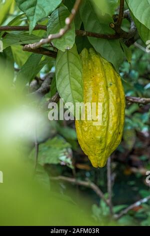 Kakaobohne im Baum reif im Dschungel vor der Ernte im Garten Stockfoto