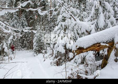 GULBENE, Lettland. 24. Dezember 2018. Frau das Tragen der roten Winterjacke, Wanderungen im verschneiten Wald. Verschneite Bäume und Wald Trail. Stockfoto