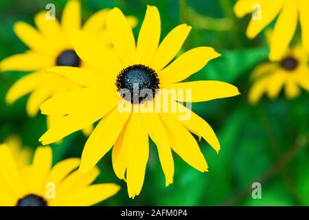 Die Blume einer schwarz-äugigen susan 'Little Goldstar' (Rudbeckia fulgida 'Little Goldstar') Stockfoto