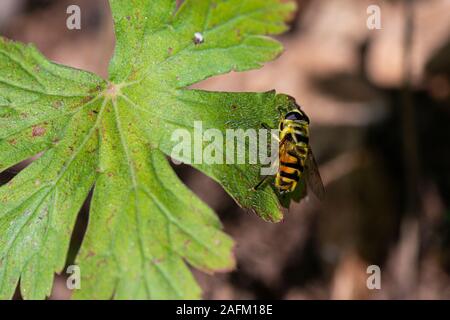 Ein toter Kopf schwabt (Myathropa florea) auf einem Blatt Stockfoto
