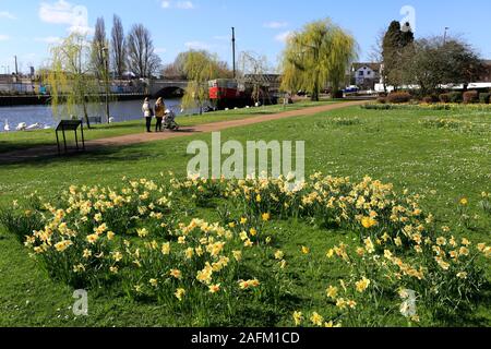 Frühling Narzissen, Fluss Nene Embankment Gardens, Peterborough, Cambridgeshire, England, Großbritannien Stockfoto