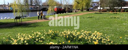 Frühling Narzissen, Fluss Nene Embankment Gardens, Peterborough, Cambridgeshire, England, Großbritannien Stockfoto