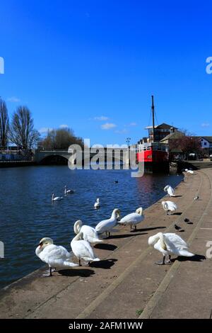 Höckerschwäne am Fluss Nene Embankment Gardens, Peterborough, Cambridgeshire, England, Großbritannien Stockfoto