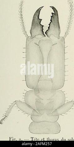 . Bulletin du Muséum national d'histoire naturelle. Abb. 1. - Imago. X7.. Stockfoto