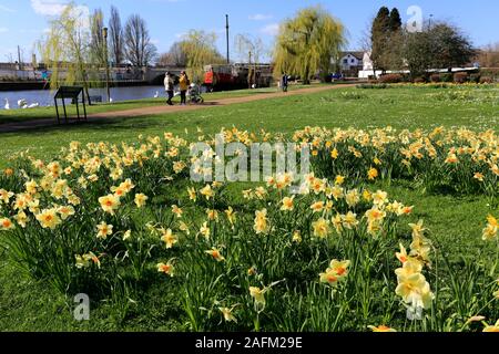 Frühling Narzissen, Fluss Nene Embankment Gardens, Peterborough, Cambridgeshire, England, Großbritannien Stockfoto