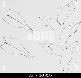 . Bericht des Zweiten norwegischen Arktis Expedition in die "Fram" 1898-1902... s-: recurvatis. 67, 24,   "Plantan -: Planten. 70 27, udela des Komma (,) efter Ich Liebe 75, 13. staar: "som für: samt. 76 4,- ccllnlis -: cellulis. 11, "seriebns -: serlebus.  14, "angustate -: angustata. 78 2 "tantnm -: tanturn. 12,: "Cellnlse -: Cellulse. 85 15, "Peristominm -: Peristomium. 35, " Badhjornerne Bladhjorunerne -: 89, ----- - 24, "numenerosas -: numerosas. 98 28, "aUa; -: Alta. 29, " subqvadralse -: subqvadrata. 129, 31: "leptodemres leptodermes. 260 N. BRYHN. BRYOPHYTA. Explicatio tabula Stockfoto