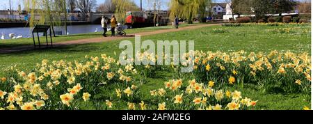 Frühling Narzissen, Fluss Nene Embankment Gardens, Peterborough, Cambridgeshire, England, Großbritannien Stockfoto