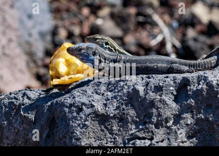 Männliche und weibliche La Palma wand Eidechsen, Männchen hat hellblaue Färbung unter GALLOTIA GALLOTI palmae (Hals) auf Vulkangestein Stockfoto