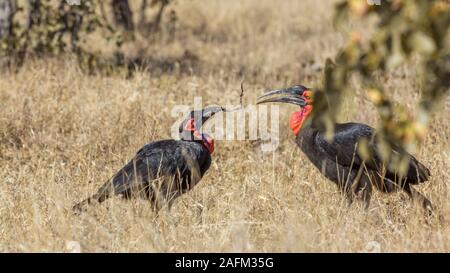 Zwei südlichen Boden Nashornvögel spielen in der Savanne im Krüger Nationalpark, Südafrika; Specie Bucorvus leadbeateri Familie der Bucerotidae Stockfoto