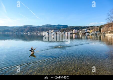 Eine Ente Landung auf einer ruhigen Oberfläche eines Sees. Wasser wird wellig. Alpen in den Rücken. Die ruhige Oberfläche des Sees reflektiert die Berge, Sonnenstrahlen und Stockfoto