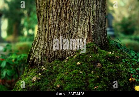 Baumstamm mit bemoosten Wurzeln und Tumoren vor einem unscharfen Hintergrund in einem Wald Stockfoto