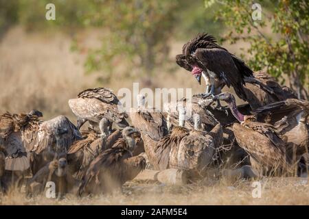 Lappet konfrontiert und weiß gesichert Geier auf Leichnam in den Krüger National Park, Südafrika; Specie Torgos tracheliotos und Tylose in africanus Familie von Acc Stockfoto