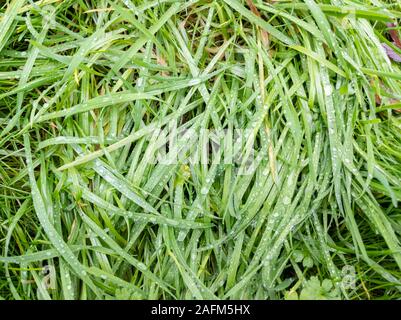 Full Frame lang unmown Gras nach regen Stockfoto