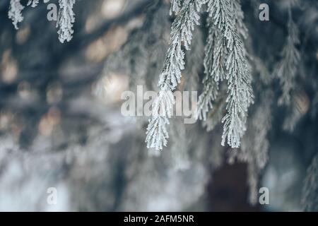 Niederlassungen der blaue Fichte ist mit Frost bedeckt Stockfoto