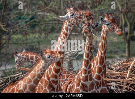 Giraffe schöne Familie zusammen Stockfoto