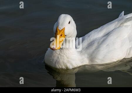 Portrait von White pekin Ente (auch als aylesbury oder Long Island Ente bekannt) Stockfoto