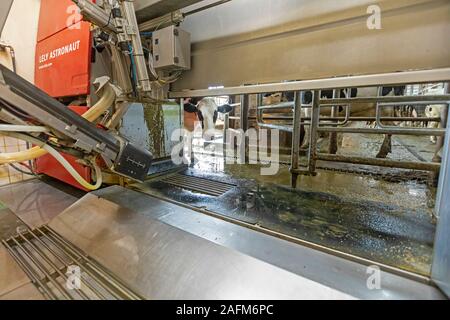 Omro, Wisconsin - Knigge Bauernhöfe, ein Milchviehbetrieb mit automatisierten Melkmaschinen. Eine Kuh in den Lely Astronaut automatisches Melken Stall. Stockfoto