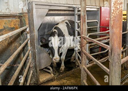 Omro, Wisconsin - Knigge Bauernhöfe, ein Milchviehbetrieb mit automatisierten Melkmaschinen. Eine Kuh verlässt den Lely Astronaut Maschine nach gemolken werden. Stockfoto