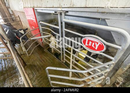 Omro, Wisconsin - Knigge Bauernhöfe, ein Milchviehbetrieb mit automatisierten Melkmaschinen. Eine Kuh ist in der Lely Astronaut automatisches Melken melken Stall, während Ano Stockfoto