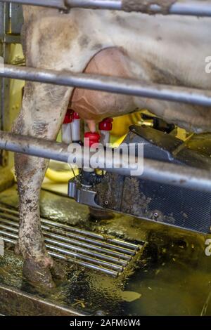 Omro, Wisconsin - Knigge Bauernhöfe, ein Milchviehbetrieb mit automatisierten Melkmaschinen. Ein Lely Astronaut automatische melker an den Zitzen eine Kuh. Stockfoto