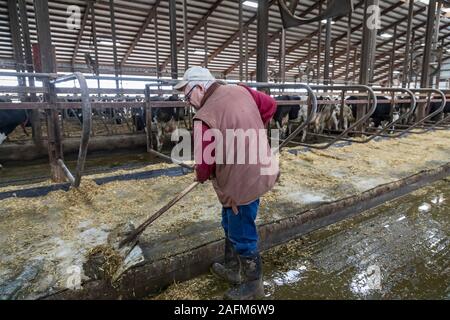 Omro, Wisconsin - Peter Knigge reinigt das Vieh Stall bei Knigge Bauernhöfe, ein Milchviehbetrieb mit automatisierten Melkmaschinen. Stockfoto