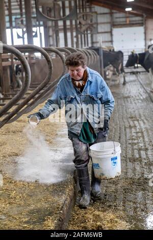 Omro, Wisconsin - Theo Knigge verbreitet sich Kalk in das Vieh Stall bei Knigge Bauernhöfe, ein Milchviehbetrieb mit automatisierten Melkmaschinen. Stockfoto