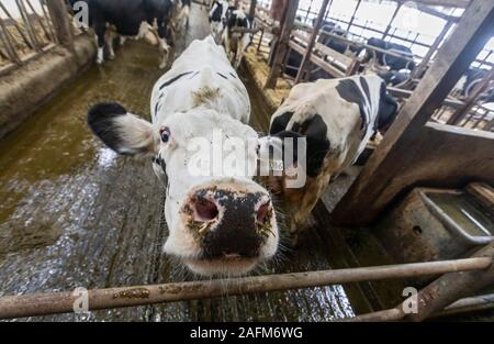 Omro, Wisconsin - Knigge Bauernhöfe, ein Milchviehbetrieb mit automatisierten Melkmaschinen. Eine Kuh erwartet seine Umdrehung in der Lely Astronaut automatisierten Melken Stall. Stockfoto