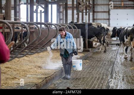 Omro, Wisconsin - Theo Knigge verbreitet sich Kalk in das Vieh Stall bei Knigge Bauernhöfe, ein Milchviehbetrieb mit automatisierten Melkmaschinen. Stockfoto