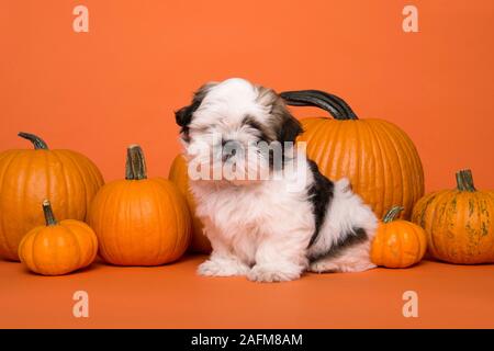 Süße Shih Tzu Welpen zwischen orange Kürbisse auf orangem Hintergrund sitzen Stockfoto