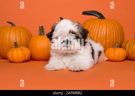 Süße Shih Tzu Welpe liegend zwischen orange Kürbisse auf orangem Hintergrund Stockfoto