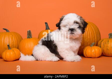 Süße Shih Tzu Welpen zwischen orange Kürbisse auf orangem Hintergrund Stockfoto