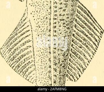 . Die Fische im östlichen Atlantik Küste, die mit Haken und Linie gefangen sind. Ein?•?; iM. MhnmWmm [61 Stockfoto