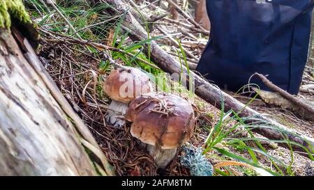 Steinpilz Pilz im Unterholz wächst. Der Boden ist mit getrockneten Nadeln der Bäume und gebrochen Brunches abgedeckt. Pilze sammeln im Wald Stockfoto