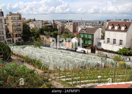 Weinberge in Montmartre in Paris (Frankreich) Stockfoto