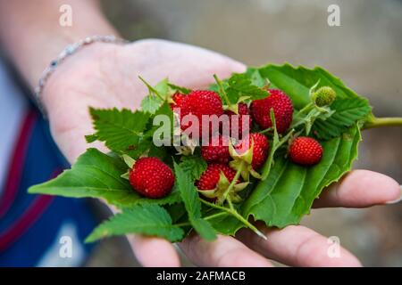 Frau mit wilden Erdbeeren in Ihrer Hand Stockfoto