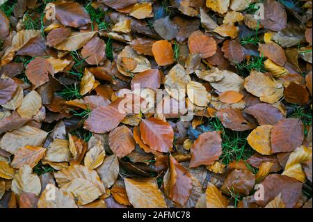 Schöne Herbstlaub auf einem Bett von Gras Stockfoto