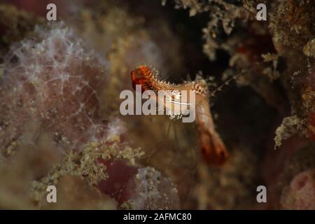 Donald Duck Garnelen (Leander plumosus). Bild wurde in Ambon, Indonesien Stockfoto