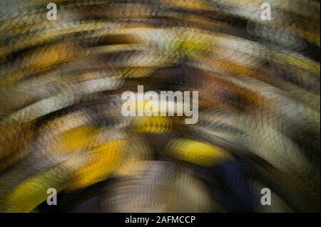 Herbstlaub Mehrfachbelichtung Schwenken Stockfoto