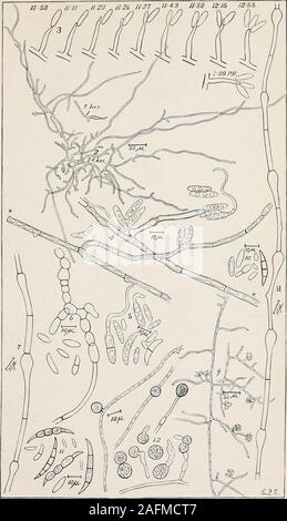 . Willst Krankheit aus Baumwolle, Wassermelonen und Cowpea (Neocosmospora nov. gen.). Internen Kontrollrahmen oder microconidia. Für den Vergleich mit den 11. 11. Und Macroconidia microconidia der Wassermelone Pilz von einem reinen Kommunikationskultur 5^ Monate alt, an sterilisiertem Pferdemist. Das Myzel, die Bohrung thesespores abgeleitet wurde aus einer Spore von der Größe und der Form der größten hier gezeigt. 12. Chlainydospores der Melone Pilz. Mehrere keimen. Von einem pureculture z) Monate alt, zu Pferd Jung. Diese Kultur wurde aus einem lunulate, mehrere Septiert abgeleitet, externe conidium. In der Masse diese chlamydospores wurden Ziegel Rot, und Ihre con Stockfoto