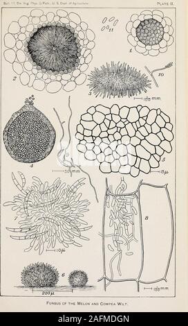 . Willst Krankheit aus Baumwolle, Wassermelonen und Cowpea (Neocosmospora nov. gen.). ly und etwas grob und schließlich umgedreht ohne störende thefungus. Ungestört nonparasitized Parenchym Zellen wurden oben und unten Es, unddem Konidien waren ganz klar im Inneren der Zelle hier dargestellt, die aus Gewebe in der Nähe von afungus - geplagte bündeln. Treibhaus Experiment, Washington, D.C, April 10,1895. 9. Eine externe, lunulate, 3 septiert conidium der Wassermelone Pilz nach sieben - jugendlich Stunden in sauren Gurken Agar. Vierundzwanzig Stunden später zahlreiche ellipticalconidia, wie jene, die in der Platte I, 7, waren abst Stockfoto