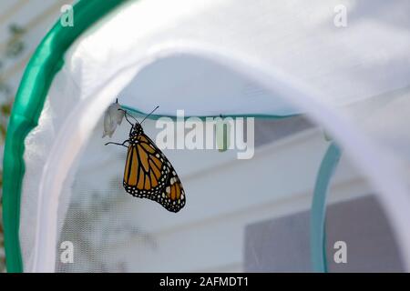 Monarch butterfly entsteht aus einem Kokon Stockfoto