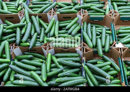 Grüne Gurken auf dem Regal im Supermarkt. Organische essen. Landwirtschaft Einzelhändler. Farmer's essen. Stockfoto