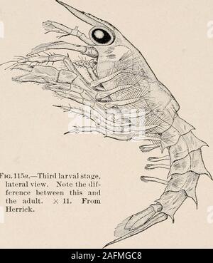 . Einführung in die Zoologie; ein Leitfaden für die Untersuchung von Tieren, für die Verwendung von weiterführenden Schulen;. Abb. 115. - Die Larven der Hummer, extrahiert aus anegg, bereit zum Schlüpfen. Die concretionsin der Darm bestimmt sind, in die newcuticulaafter Mauser, x25. Von Herrick. Erwachsene, gräbt sich in den Sand oder understones. Entwicklung von Langusten. - Die Krebse entwickelt Simi - insbesondere zu den Hummer, - von einer großen Ei mit Eigelb gefüllt. Die frühen Stadien sind ähnlich wie die der Hummer; butthose Änderungen, die bei der Hummer finden während der ersten drei Stadien der Stockfoto
