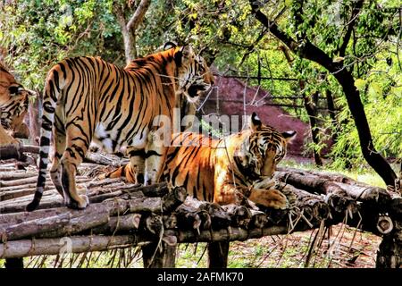 Royal Bengal Tiger, Nehru Tierpark Telangana. Indien ca. 2019 Stockfoto