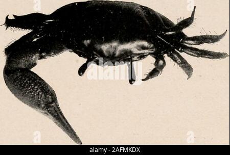 . Einführung in die Zoologie; ein Leitfaden für die Untersuchung von Tieren, für die Verwendung von weiterführenden Schulen;. Abb. 105. - Pinnotheres oxtreum. X4 von Rathbui). Die Krebse UND IHRE VERBÜNDETEN 111. Die wirtschaftliche Bedeutung der Deca-poda kann inferredfrom die Tatsache, dassdas Quittungen für thelobster allein, takenand durch USA Fischer verkauft, ist Fie, 106. - Gelasimus pugnax. Nat. Größe. Für 1892 Fronto-dorsalansicht geschätzt. Foto. l&gt; y W. H. C. S. auf eine Million Dollar. Die yieldto kanadischen Fischer wurde im Ad - eine halbe Million A usgabe Dollar. Von den Vereinigten Staaten Fisch Kom - mission Bulletin für 1890-91 Stockfoto