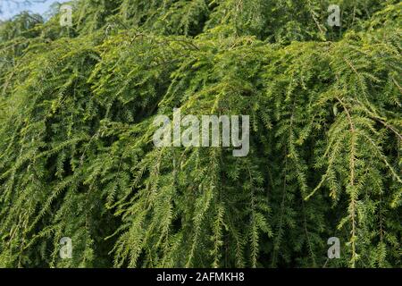 Sommer Laub eines weinenden Östliche Hemlocktanne (Tsuga canadensis 'Pendula') in einem Steingartens in Wakehurst in ländlichen West Sussex, England, Großbritannien Stockfoto