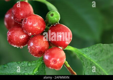 Reife Kaffeekirschen Stockfoto