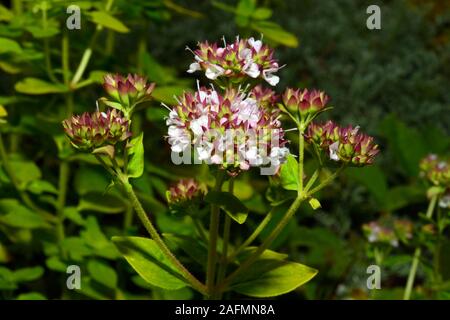 Origanum vulgare (wilder Majoran) ist ein britischer Native mehrjährig auch im Mittelmeer, wo es als Oregano bekannt ist. Stockfoto