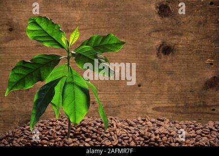 Kaffee Baum mit Kaffeebohnen, Holz Hintergrund Stockfoto