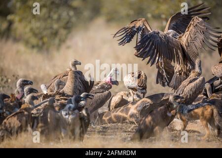 Gruppe von Weißen gesichert Geier kämpfen auf giraffe Leichnam in den Krüger National Park, Südafrika; Specie Tylose in africanus Familie Accipitridae Stockfoto